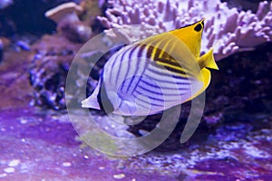 Threadfin Butterfly fish Chaetodon Auriga.