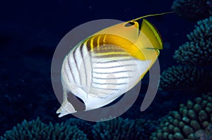 Threadfin butterflyfish