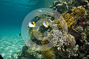 Threadfin butterflyfish (chaetodon auriga)