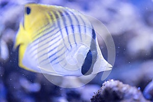 Threadfin butterflyfish - Chaetodon Auriga