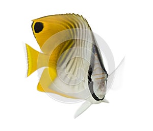 Threadfin Butterflyfish, Chaetodon auriga, isolated