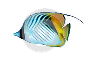Threadfin butterflyfish