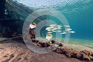 Threadfin butterflyfish (chaetodon auriga) in the Red Sea.