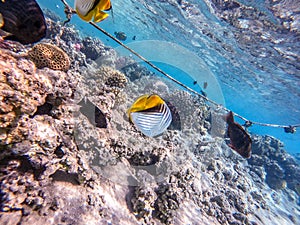 Threadfin butterflyfish (Chaetodon auriga) at the Red Sea coral reef
