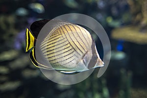 The threadfin butterflyfish Chaetodon auriga is a species of butterflyfish family Chaetodontidae, coral fish photo