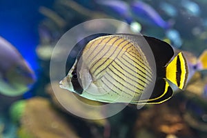 The threadfin butterflyfish Chaetodon auriga is a species of butterflyfish family Chaetodontidae, coral fish photo