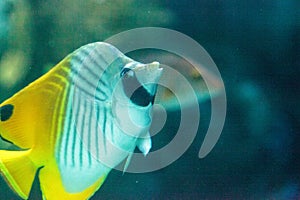 Threadfin butterflyfish, Chaetodon auriga