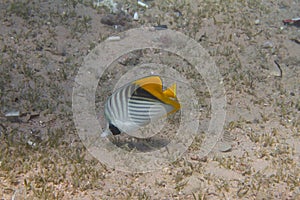 Threadfin Butterflyfish in Red Sea
