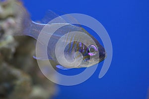 Threadfin cardinalfish
