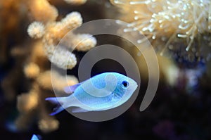 Threadfin cardinalfish (Apogon leptacanthus)