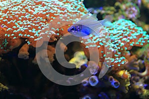 Threadfin cardinalfish
