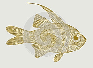 Threadfin cardinalfish zoramia leptacantha
