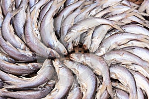 Threadfin Fish Dehydrated