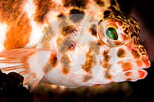 threadfin hawkfish on a coral reef