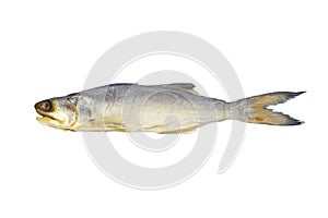 Threadfin salted fish isolated on white background.