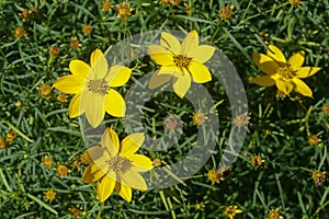 Threadleaf Zagreb Coreopsis verticillata photo