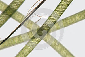 Threads freshwater Spirogyra. Order Zygnematales. Spiral chloroplasts