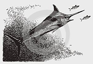 Threatened atlantic blue marlin makaira nigricans in side view photo