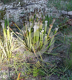 Threatened Carnivorous White Topped Pitcher Plants