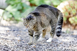 Threatened Cat in Alert