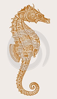 Threatened female lined seahorse hippocampus erectus in profile view photo