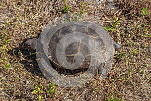 Threatened Florida Gopher Tortoise