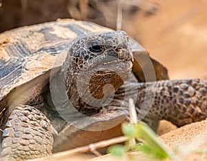 The Threatened Florida Gopher Tortoise photo