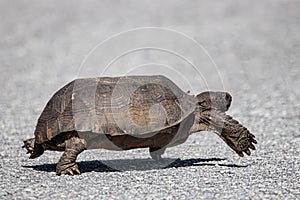 The Threatened Florida Gopher Tortoise photo