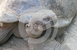 Threatened Galapagos Tortoise