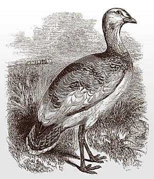 Threatened great bustard, otis tarda in side view standing in a grassy landscape photo