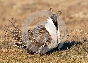 A Threatened Greater Sage Grouse Bad Hair Day Breeding Lek photo