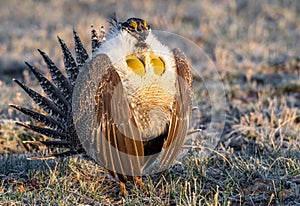A Threatened Greater Sage Grouse on a Breeding Lek
