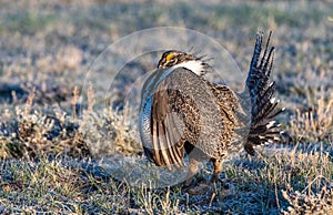 A Threatened Greater Sage Grouse on a Breeding Lek photo