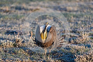 A Threatened Greater Sage Grouse on a Breeding Lek photo