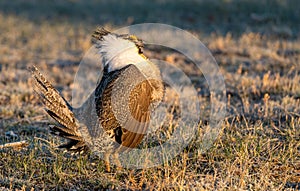 A Threatened Greater Sage Grouse on a Breeding Lek photo