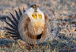 A Threatened Greater Sage Grouse on a Breeding Lek photo