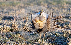 A Threatened Greater Sage Grouse Displaying Air Sacs on a Breeding Lek photo