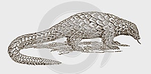 Threatened long-tailed or black-bellied pangolin, phataginus tetradactyla covered with scales photo
