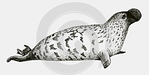 Threatened male hooded seal, cystophora cristata from the North Atlantic Ocean