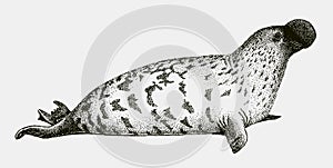 Threatened male hooded seal, cystophora cristata from the North Atlantic Ocean photo