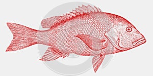 Threatened northern red snapper, marine fish from the Atlantic