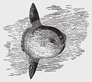 Threatened ocean sunfish or common mola in side view