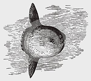 Threatened ocean sunfish or common mola in side view photo