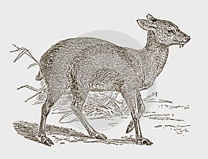 Threatened siberian musk deer moschus moschiferus in side view photo