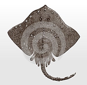 Threatened thorny skate amblyraja radiata, marine fish from the Atlantic Ocean in top view