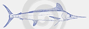 Threatened white marlin, a billfish from the tropical oceans in side view photo