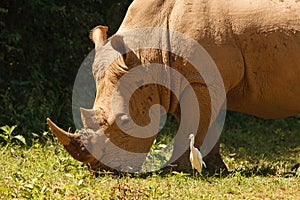 Threatened white rhinoceros grazing on fresh grass photo