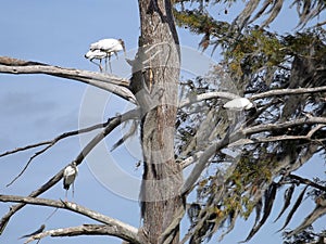 Threatened Wood Storks in Cypress Tree photo