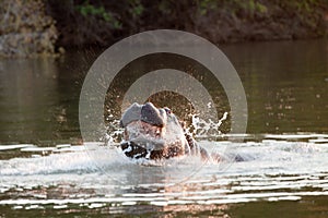 Threatening hippopotamus