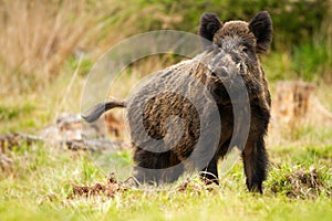Threatening wild boar male on a glade in mountains in spring time